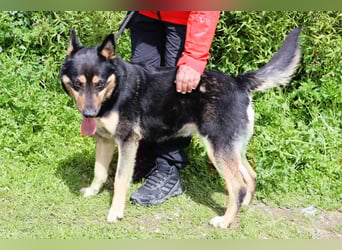 Nana, Mix Schäferhund / Collie, lieb und sozial
