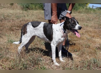 Nikita, Mix Labrador / Boxer, lieb und sozial