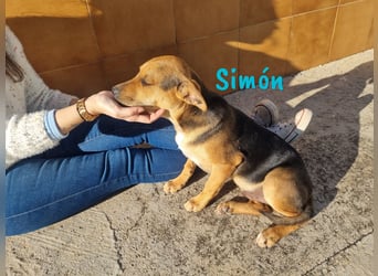 Simón 04/2024 (ESP Pflegestelle) - verschmuste und neugieriger, junger Bodeguero Mix!