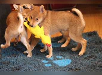 Schöne rote Shiba inu Welpen MEI, MIKA, MASARU mit FCI dokumenten