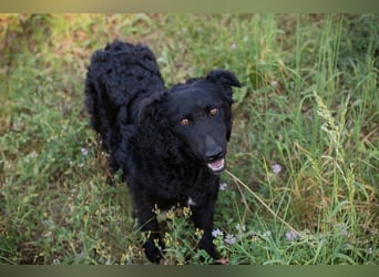 Chip 2277422: Sucht ein Zuhause