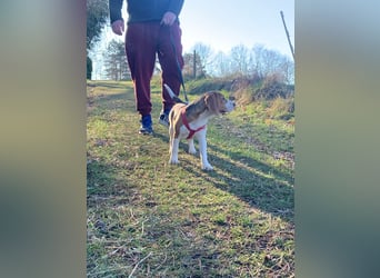 Beagel Hundin