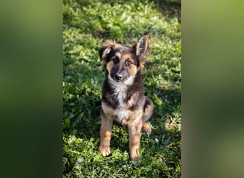 Chip 239982: Hundekind sucht ein Zuhause