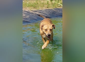 Fredi der perfekte Familienhund