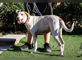 Iva, Mix Labrador / Podengo