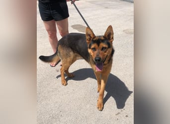 Schäferhund Mix Scooby