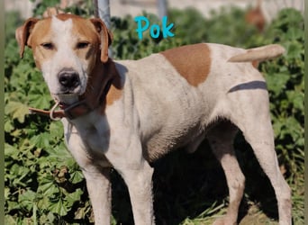Pok 04/2018 (ESP) - aufgeweckter, sehr freundlicher und verschmuster Bodeguero-Mix!