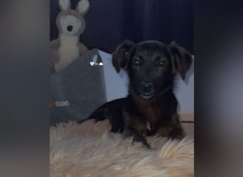 Sandy sucht ihre Menschen...