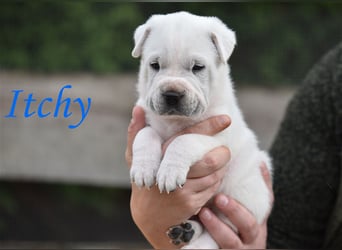 wunderschöne Shar Pei x Labrador Mix Welpen suchen Traumzuhause