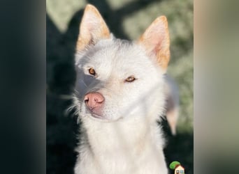 freundliche weiße kleinere Hundedame geb.22, 15,3 kg möchte Deine Begleiterin werden