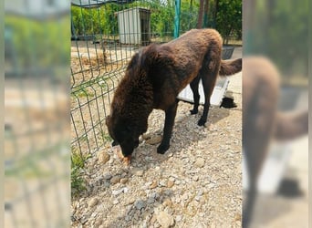 Beth, auf der Suche nach ihrem Für-immer-Zuhause