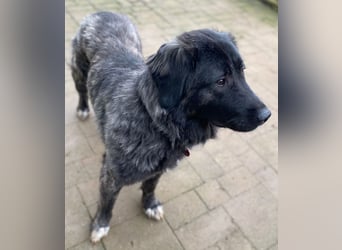 Kuschelbär Aleksa sucht ihre Familie