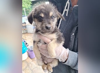 ⭐️ANGELO⭐️, Rüde, 2,5 Monate, 19 cm, Mischling, Tierschutz