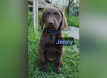 Welpen Labradoodle F1 Braun Groß Könispudel x Labrador