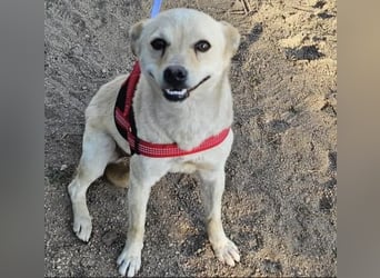 Olandesina: verschmuster Anfängerhund