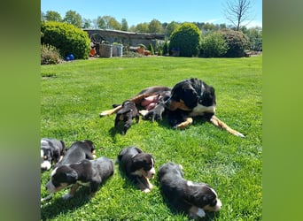 Schweizer Sennenhund Welpen