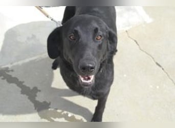 Rafa, ein menschenbezogener und sehr lieber Familienhund