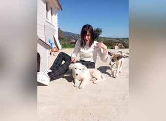 Safia: „Wo wird mein Zuhause sein?“