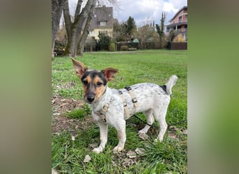Welpendame CHANEL (auf Pflegestelle in 90453 Nürnberg) sucht ihr Zuhause!