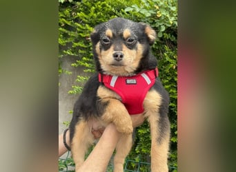 Kira - Kleine Hundedame mit großen Augen sucht ihr Zuhause!