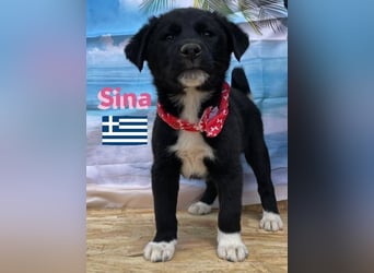 Sina,geb.02/25,liebes Hundemädchen sucht ihre Familie