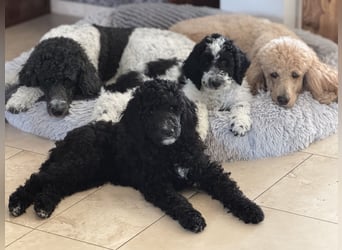 Bezaubernde Königspudel Welpen, Großpudel, Harlekin, Pudel, Videos