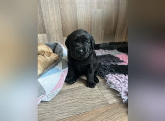 Reinrassige Labrador Welpen m.P. aus liebevoller Zucht