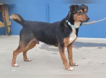 Duke, ein quirliger und kontaktfreudiger kleiner Rüde