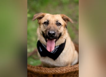 Treue MASHA wird ein perfekter Familienhund