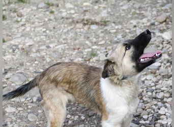 Gut gelaunter FRITZI ist ein charmanter und lustiger Hundebub
