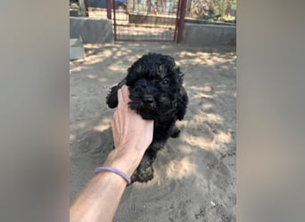 Max - der kleine Sonnenschein ❤️