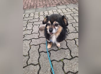 Süßer Nobby sucht liebevolles Zuhause