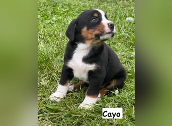 Appenzeller Sennenhund Welpen
