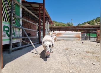 Still, sanft, besonders – Pippa sucht ihre Menschen