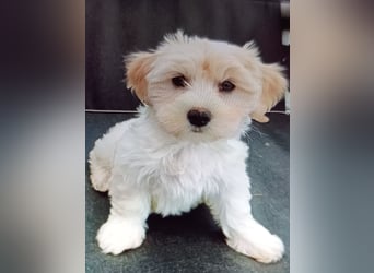 Maltipoo Welpen, Rüden