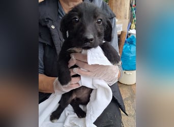 ⭐️LIMA⭐️, Hündin, 2,5 Monate, 17 cm, Mischling, Tierschutz