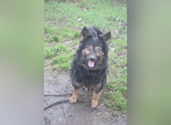 Stella - rüstige Seniorin die noch flott unterwegs ist