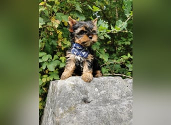 Yorkshire Terrier Biro Rüde
