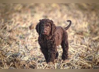 Irish Water Spaniel Welpen / Nichthaarend / FCI - VDH Zucht