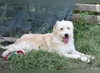 Pfiffige Suki sucht ihre Menschen