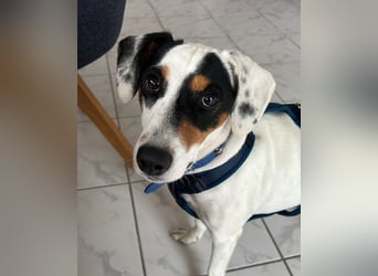 Terrier-Mix Peppa (Tierschutz)