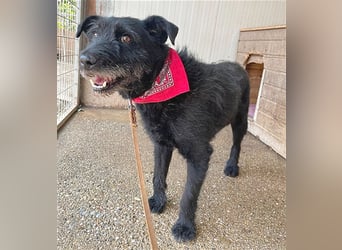 ❤️ kleiner kompakter LOU - 4,5 Jahre, 40cm/15kg - Schnauzer-Mischling