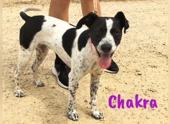 Chakra geb. 01/2025 (ESP) - sympathische und fröhliche Pointer-Bodeguero-Mix Welpin!