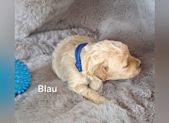 Maltipoo Welpen