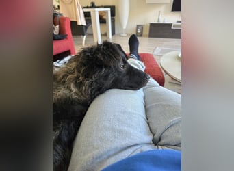 Laroche - Dein neuer bester Hundekumpel (32051 Herford)