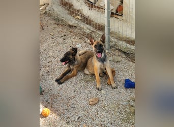 Malinois Mädchen LILO (Juni 2024) sucht eine Familie!