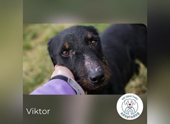 Viktor: Hält das Tierheim kaum aus