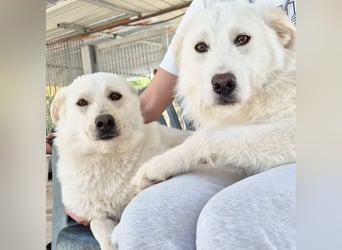 Milly und Mary - Weiße Engel auf 4 Pfoten ' bereit für ein neues Leben