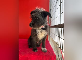 Ficko, Schnauzer-Mix, Rüde, geb. am 18.01.2024, 45 cm