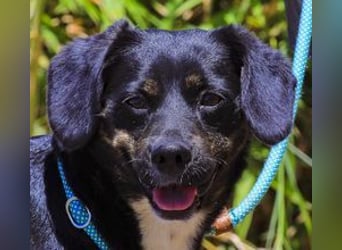 Joia, Mix Labrador / Appenzeller Sennenhund, lieb und sozial